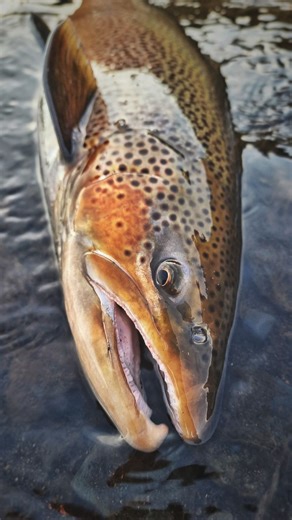 Just a Mad Trout fishing in Iceland,...! ● What these smaller trout missing on the lenght, they equall with pure Raw Power, when they really show you how unhappy they are to be tircked and hooked! Autumn season in Iceland was unreal again,..! #InSeaRunWeTrust #SenditAndMendit #DemandForAdventure | jungleindatrout