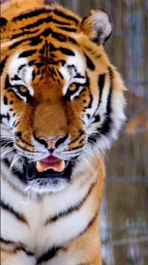 "Ligers & Tigons: Nature’s Giant Hybrid Cats! | You Won’t Believe Their Size!"|| WorldLargest|Animal