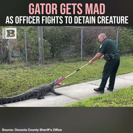 Gator Gets Mad as Officer Fights to Detain Creature