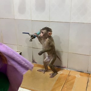 Baby monkey ROJO after take a shower waiting mom dry him up and playing | Monkey ROJO