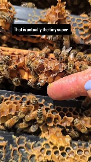 Ever seen this before? The larvae of a honeybee needs to spin itself a thin cacoon inside its cell