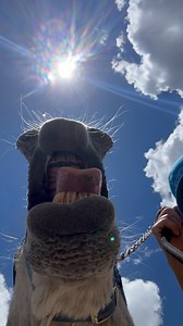 Judah sings the song of his people on the way to the barn to breed. I do believe I have found his most handsome angle. His ears are back because it’s a donkey breeding behavior not because he is being aggressive. | West Elk Equine