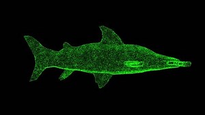 3d Hammerhead Shark Rotates On Black Stock Footage Video (100% Royalty-free) 1105525911 | Shutterstock
