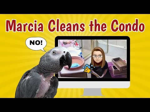 Einstein Parrot Watches His Condo Get Cleaned