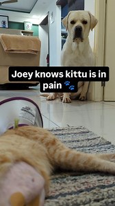243K views · 10K reactions | Joey watches over Kittu, who's recently underwent a spaying procedure. They may have differences but they understand each other's pain.  It's a reminder that kindness transcends species.  #joeythepawsome #labrador #trending #dog #dogofinstagram #dogoftheday #doglovers #catlovers #dogcatlove #trending | Joey The Pawsome | Facebook