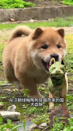 Ancient Dog: A Timeless Beauty with a 1,000-Year Legacy