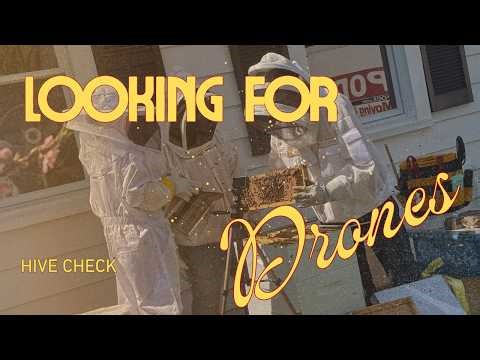 Prepping for a hive split, inspection: Looking for Drones