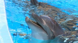Hd Dolphins Swimming Blue Water Closeup Stock Footage Video (100% Royalty-free) 626272 | Shutterstock