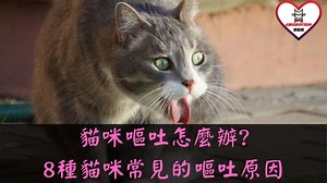 貓咪嘔吐怎麼辦?8種貓咪常見的嘔吐原因 | 愛貓網~likekitten