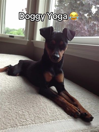 My clients dog, Jimmy, is so cute. He’s always in his yoga pose, ready to go. #fyp #dog #dogsoftiktok #doggyyoga #yogadog