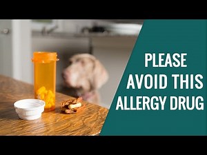 [Updated] Why I Wouldn’t Give My Dog Apoquel