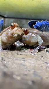 67K views · 1.2K reactions | Feeding time = WAAARRRR #mudskipper #aquarium #fish | Ezziesaquatics | Facebook