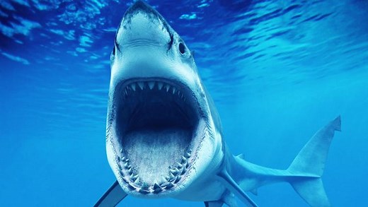 世界上最恐怖的5种动物，一不留神就毙命！