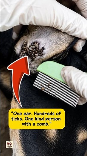 Hundreds of Ticks Inside One Dog Ear (Dog is Dangerously Thin)