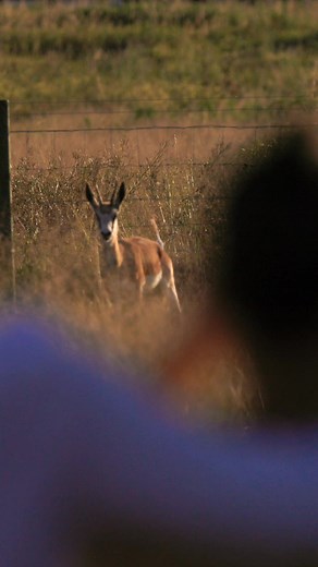 13 reactions | Paarl Valleij Lifestyle Estate & Farm on Reels | Facebook