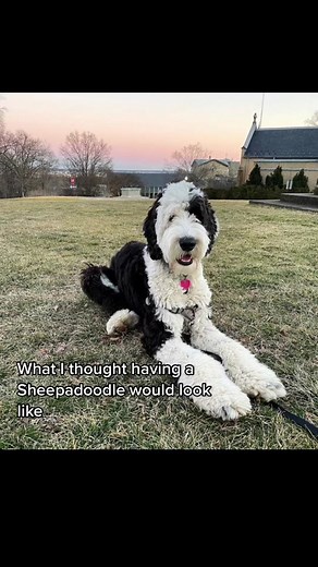 Bodhi Boy on TikTok