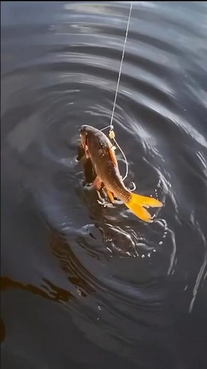 Angeln mit lebendem Köderfisch in 🇩🇪?!