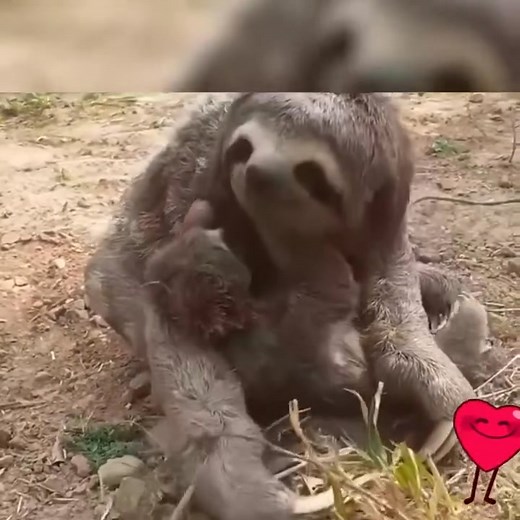 Baby sloth has been reunited with its mom after they were separated by wild fire. 😍 Follow Us On Youtube https://www.youtube.com/@slothoftheday @ Leo Garcia @ https://Slothoftheday.com @ https://slothofthedaystore.com | Sloth of The Day