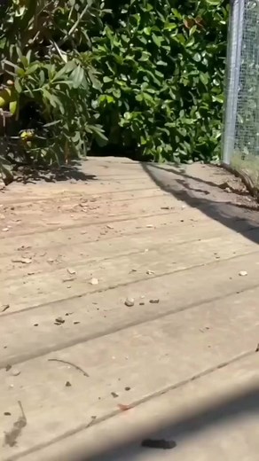 1.1M views · 10K reactions | Fox Lovers on Reels | Facebook