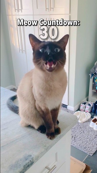 30 Progressively Quieter Meows (Last one silent??)