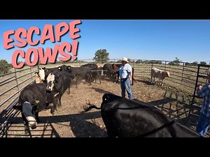 Penning Cattle with Portable Pens to Wean Calves