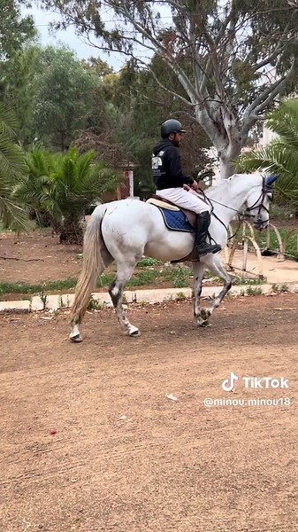 Équitation en Algérie : Découverte et Plaisir