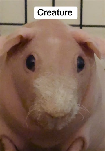 Creature #skinnypig #fyppppppppppppppppppppppp #guineapigs #animal #guineapigsoftiktok
