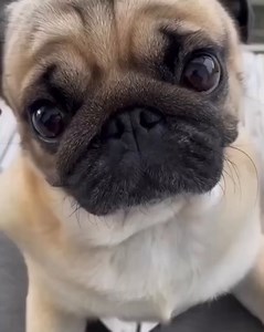 131K views · 5.6K reactions | Hey daddy hug me fast梁 Dad, hag me credit : @pugsnowcapti #pug #pugs #pugsofinstagram #puglife #puglove #pugstagram #pugsnotdrugs #pugpuppy #pugnation #pugworld #pugoftheday #puglover #puglovers #pugbasement #pugetsound #pugsofig #puggy #pugslife #pugloversclub #pugpuppies #pugsrequest #pugdog #pugofinstagram #pugsandkisses #pugusa #funnypug #funnypugs #enhancepetdogs | Enhanced Pet Products | Facebook