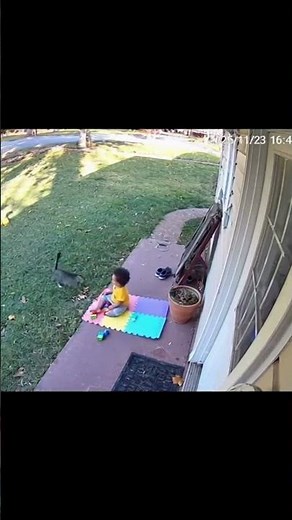 Cat Saves Baby From a Dog 😳 | CCTV Footage