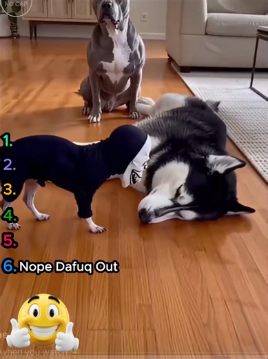 Top Hilarious Dog Videos That Will Make You Laugh