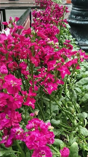 “Magenta blooms making every moment beautiful 💖🌸” ✨‪@Diffirenthuesofnature‬