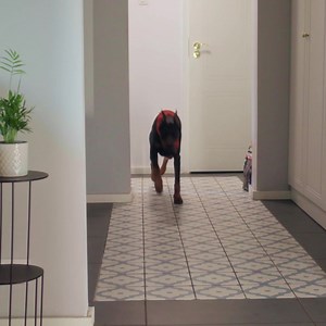 71K views · 629 reactions | Chani  încearcă să fure meserie de la omul ei, de asta este atât de atentă la toate detaliile. Ai idee despre cine este vorba? Ghicește în comentarii! | Lidl Romania | Facebook