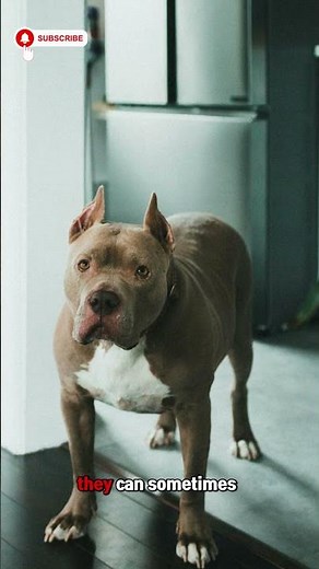 Pit Bull Dog Facts 🐶 | Lifespan, Food & Temperament Explained