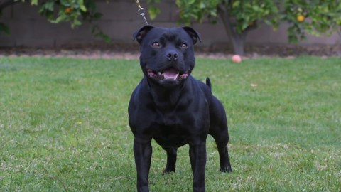 Staffordshire bull terrier breed review