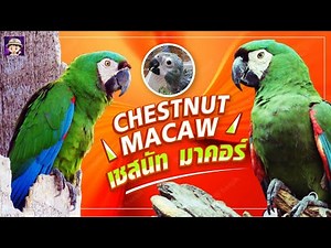นกแก้วเชสนัทมาคอร์ รู้ก่อนเลี้ยง Chestnut-fronted macaw