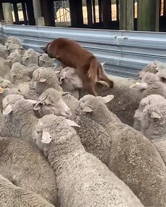 2.1M views · 5.7K reactions | This energetic sheepdog does one hell of a job  | LADbible | Facebook