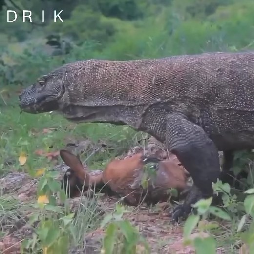 4.9K views · 97 reactions | How does a wild Komodo dragon live? | World1 | Facebook