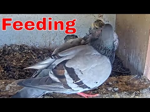 🕊️ Feeding Time: Pigeon Nestlings Get Fed Inside the Nest Box