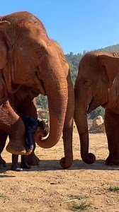 1.1M views · 44K reactions | FaaMai felt something bothersome under...