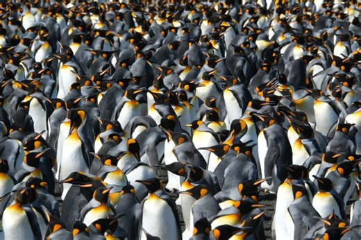 King penguins are the rare species benefiting from a warming world. But that could change