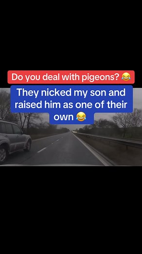 They nicked my son and raised him as one of their own 😂 #prankcall #pigeon #london #funny #reelsfbシ Funny Prank Call Daily Prank Calls | Funny Prank Call