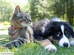 Chien ou chat : l'un est-il vraiment plus intelligent que l'autre ?