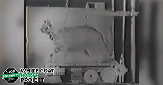 347 reactions · 47 shares | Your tax money paid the VA 1.3M to purchase kittens, damage their brains, & force cats to run on treadmills. WCW Project fought back and won! Sign NOW to demand Congress end ALL wasteful spending on cat and kitten experiments. 良 | White Coat Waste | Facebook