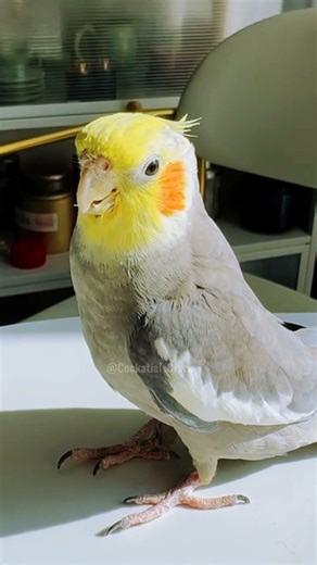 Adorable singing vibes on this sunny day 🎶🦜😊 #cockatielscraze #birdsinging