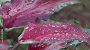 A Caladium Bicolor flower with water drops on its leaves in the early morning light.