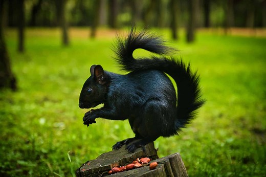 What Causes Black Squirrels and How Rare Are They?