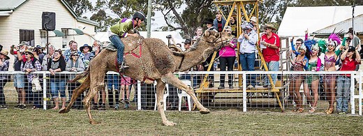 Tara Camel Races - Western Downs Queensland