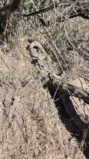 Rattlesnakes want to be left alone