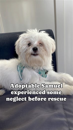 Meet Samuel, our charming 7 to 8-month-old Maltese who was brought into rescue due to his previous owner’s struggles with substance abuse. Understanding that both Samuel and the owner needed proper care, the family made the difficult decision to find Samuel a new home. Originally purchased from a mail-order breeder in Indiana, Samuel is believed to be hypoallergenic, although we cannot confirm this. He has not been well socialized throughout his puppyhood, yet Samuel is quickly adapting and thri