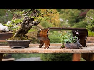 Bonsai Display Fundamentals
